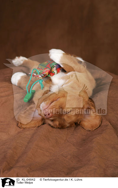 Toller Welpe / KL-04842