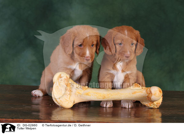 Toller Welpen / Toller Puppies / DG-02860