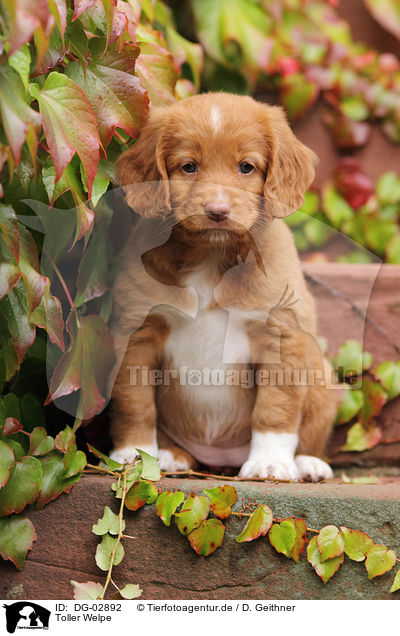 Toller Welpe / Toller Puppy / DG-02892