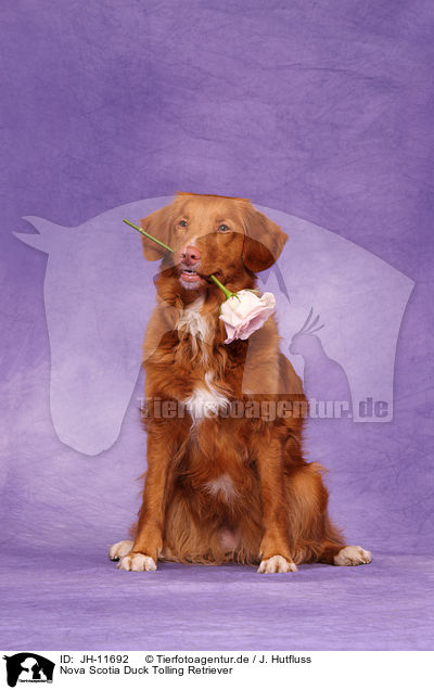Nova Scotia Duck Tolling Retriever / Nova Scotia Duck Tolling Retriever / JH-11692