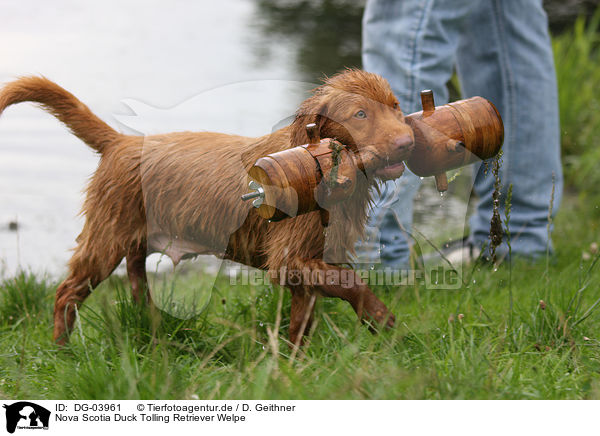Nova Scotia Duck Tolling Retriever Welpe / Toller Puppy / DG-03961