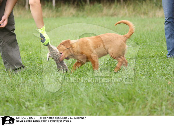 Nova Scotia Duck Tolling Retriever Welpe / Toller Puppy / DG-04078