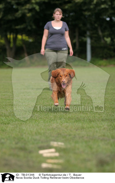 Nova Scotia Duck Tolling Retriever beim Obedience / Toller at Obedience / TB-01346
