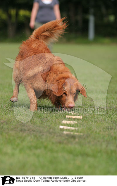 Nova Scotia Duck Tolling Retriever beim Obedience / Toller at Obedience / TB-01348