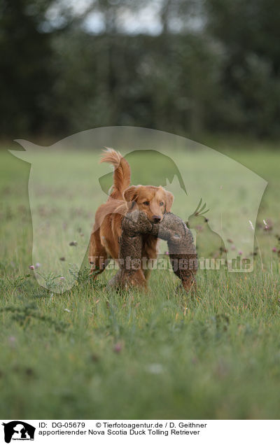 apportierender Nova Scotia Duck Tolling Retriever / retrieving toller / DG-05679