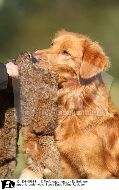apportierender Nova Scotia Duck Tolling Retriever / retrieving toller / DG-05683