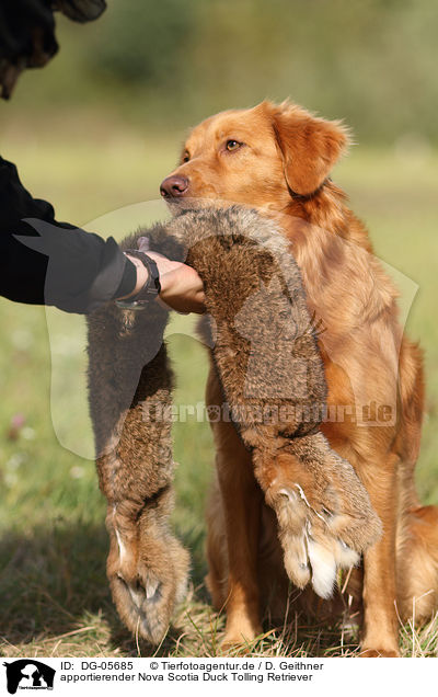 apportierender Nova Scotia Duck Tolling Retriever / retrieving toller / DG-05685
