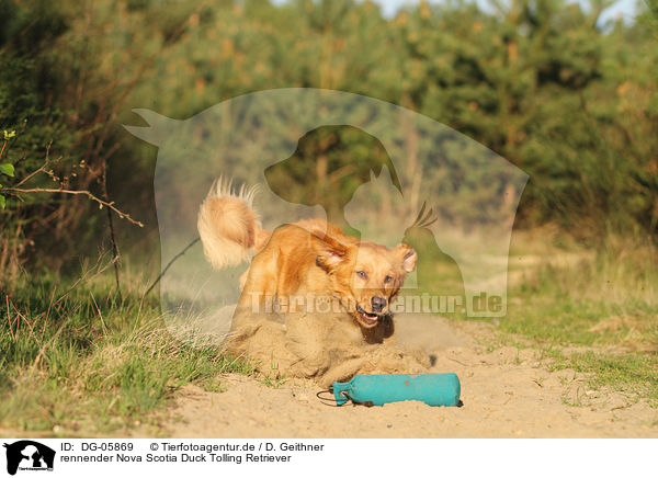 rennender Nova Scotia Duck Tolling Retriever / running toller / DG-05869