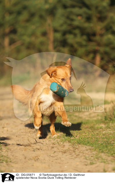 spielender Nova Scotia Duck Tolling Retriever / playing toller / DG-05871