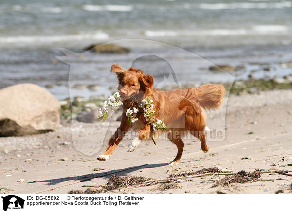 apportierender Nova Scotia Duck Tolling Retriever / retrieving toller / DG-05892