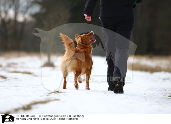 Mensch und Nova Scotia Duck Tolling Retriever / human and Toller / DG-06253
