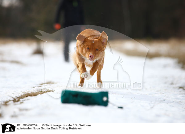 spielender Nova Scotia Duck Tolling Retriever / playing Toller / DG-06254