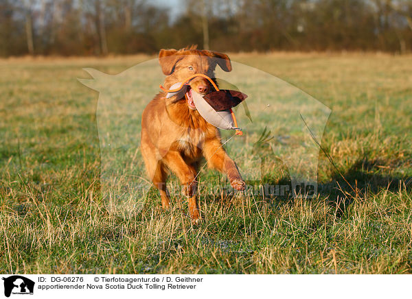 apportierender Nova Scotia Duck Tolling Retriever / retrieving Toller / DG-06276