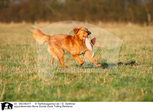 apportierender Nova Scotia Duck Tolling Retriever / retrieving Toller / DG-06277