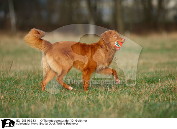spielender Nova Scotia Duck Tolling Retriever / playing Toller / DG-06283