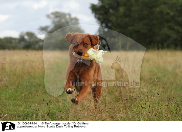 apportierender Nova Scotia Duck Tolling Retriever / retrieving Toller / DG-07494