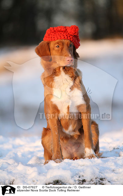 sitzender Nova Scotia Duck Tolling Retriever / DG-07627