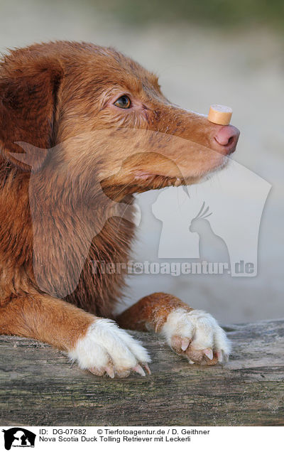 Nova Scotia Duck Tolling Retriever mit Leckerli / toller with treat / DG-07682
