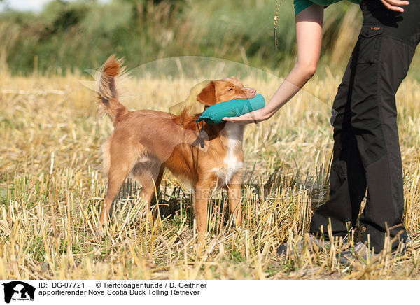 apportierender Nova Scotia Duck Tolling Retriever / retrieving Toller / DG-07721