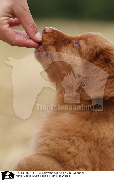 Nova Scotia Duck Tolling Retriever Welpe / Toller puppies / DG-07815
