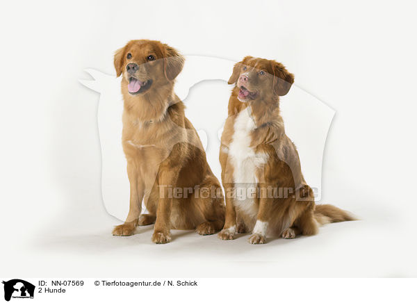 2 Hunde / 2 dogs / NN-07569