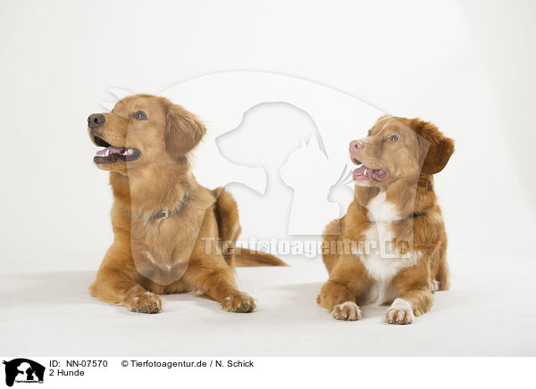 2 Hunde / NN-07570