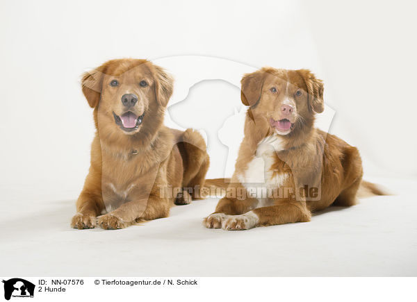 2 Hunde / NN-07576