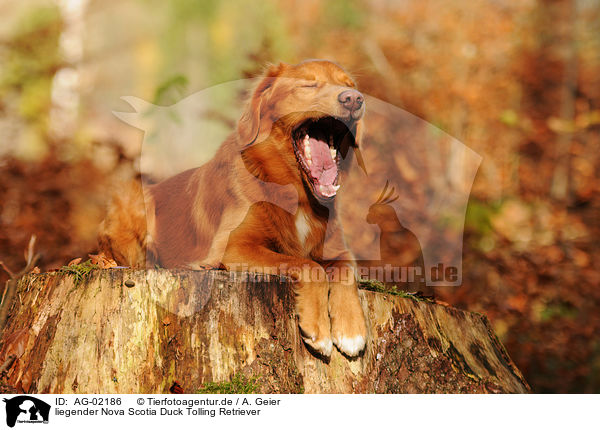 liegender Nova Scotia Duck Tolling Retriever / AG-02186