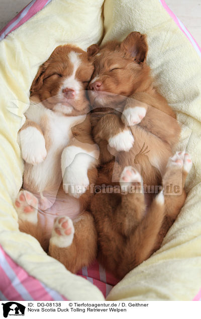 Nova Scotia Duck Tolling Retriever Welpen / DG-08138