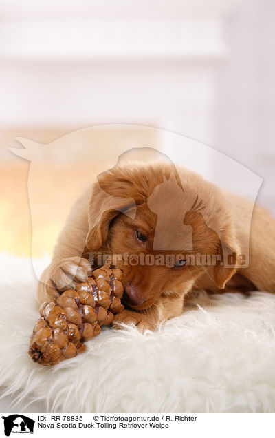 Nova Scotia Duck Tolling Retriever Welpe / Nova Scotia Duck Tolling Retriever Puppy / RR-78835