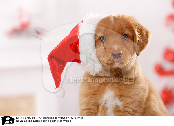 Nova Scotia Duck Tolling Retriever Welpe / RR-78845