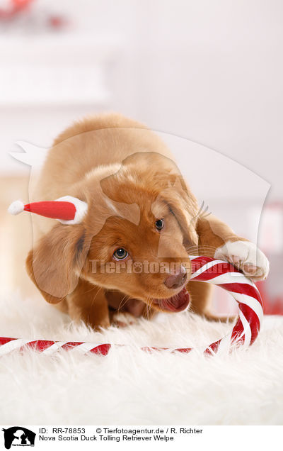 Nova Scotia Duck Tolling Retriever Welpe / Nova Scotia Duck Tolling Retriever Puppy / RR-78853
