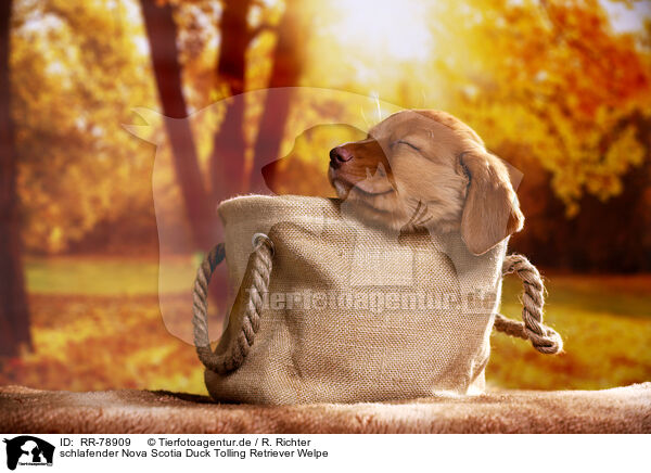 schlafender Nova Scotia Duck Tolling Retriever Welpe / RR-78909