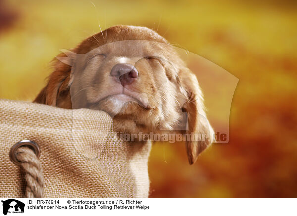 schlafender Nova Scotia Duck Tolling Retriever Welpe / sleeping Nova Scotia Duck Tolling Retriever Puppy / RR-78914