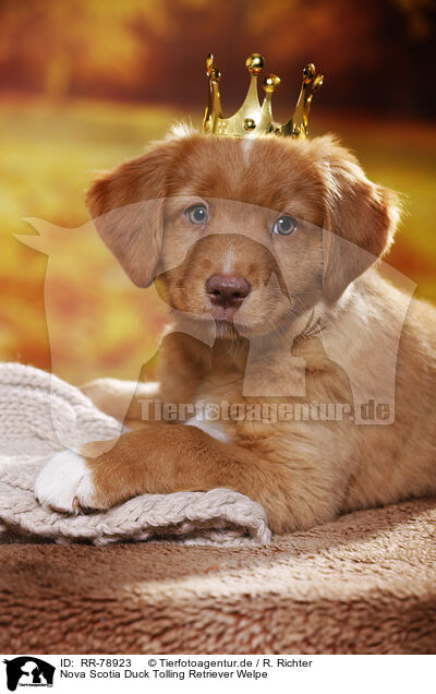 Nova Scotia Duck Tolling Retriever Welpe / RR-78923