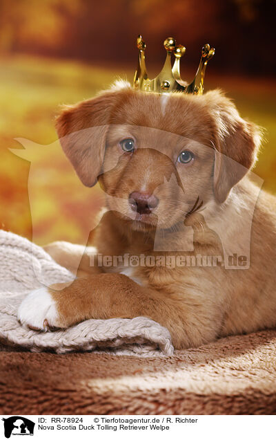 Nova Scotia Duck Tolling Retriever Welpe / Nova Scotia Duck Tolling Retriever Puppy / RR-78924