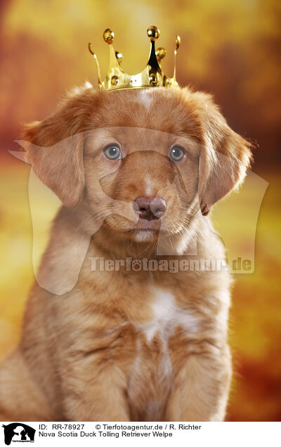 Nova Scotia Duck Tolling Retriever Welpe / RR-78927