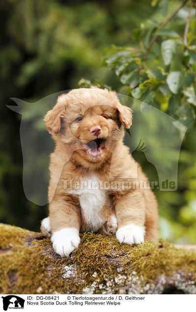 Nova Scotia Duck Tolling Retriever Welpe / DG-08421
