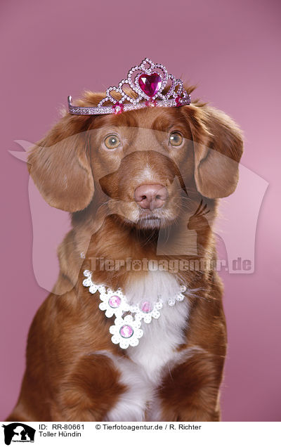 Toller Hndin / Nova Scotia Duck Tolling Retriever / RR-80661