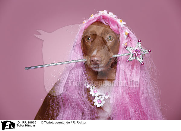 Toller Hndin / Nova Scotia Duck Tolling Retriever / RR-80669