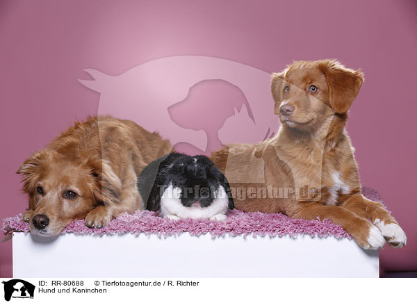 Hund und Kaninchen / dog and rabbit / RR-80688