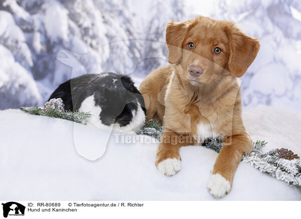 Hund und Kaninchen / RR-80689