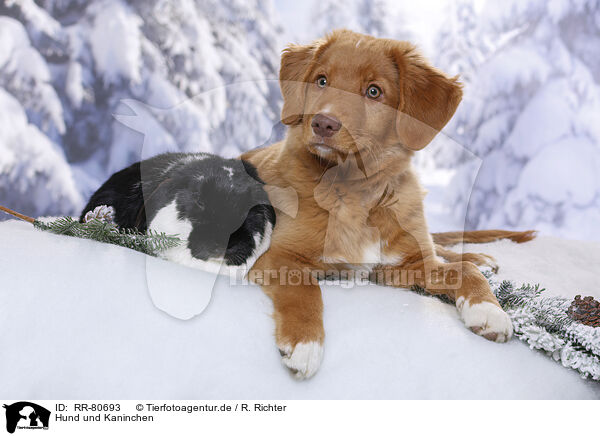 Hund und Kaninchen / RR-80693