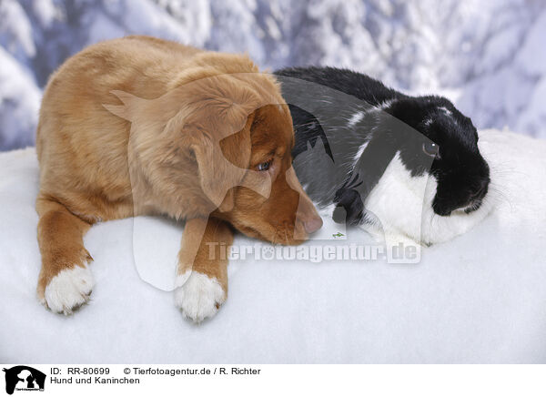 Hund und Kaninchen / RR-80699