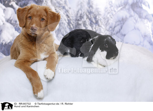 Hund und Kaninchen / RR-80702