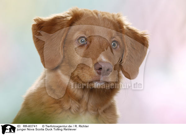 junger Nova Scotia Duck Tolling Retriever / young Nova Scotia Duck Tolling Retriever / RR-80741