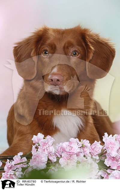 Toller Hndin / RR-80780