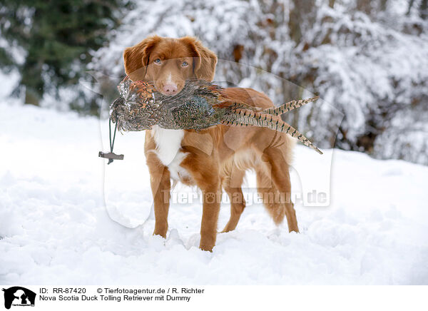 Nova Scotia Duck Tolling Retriever mit Dummy / Nova Scotia Duck Tolling Retriever with dummy / RR-87420