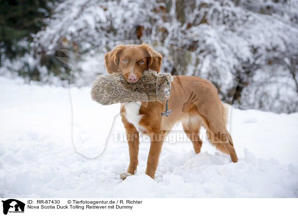 Nova Scotia Duck Tolling Retriever mit Dummy / Nova Scotia Duck Tolling Retriever with dummy / RR-87430