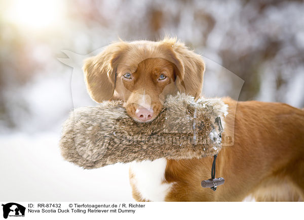 Nova Scotia Duck Tolling Retriever mit Dummy / Nova Scotia Duck Tolling Retriever with dummy / RR-87432